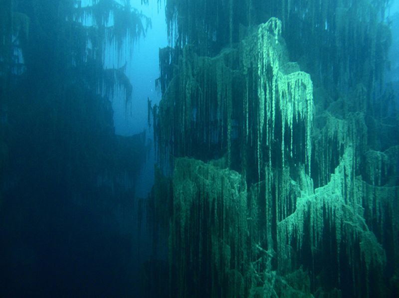 anaffinityfor:  odditiesoflife  The Amazing Underwater Forest of Lake Kaindy What