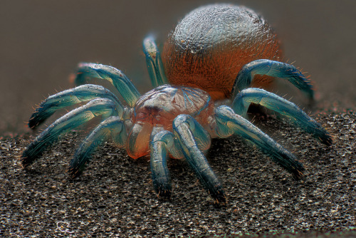 history1970s:transparasite:spiders-spiders-spiders:Avicularia versicolor first instar sling by _papi