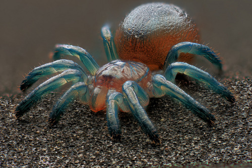 invertebrates:sir-p-audax:spiders-spiders-spiders:Avicularia versicolor first instar sling by _papilio on Flickr.looks like a gummy  hey tumblr, what color is this spider???