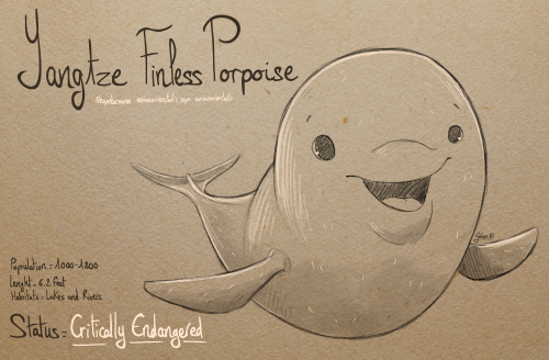 Inktober day 13 : Yangtze Finless Porpoise
“Why they matter : Finless porpoises need an abundant food supply for survival. The destruction of the Baiji dolphin food supply was central to its extinction. Overfishing is the main factor that contributes...