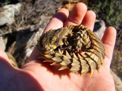  Biologists Would Have You Call This Thing An Armadillo-Girdled Lizard, Cordylus