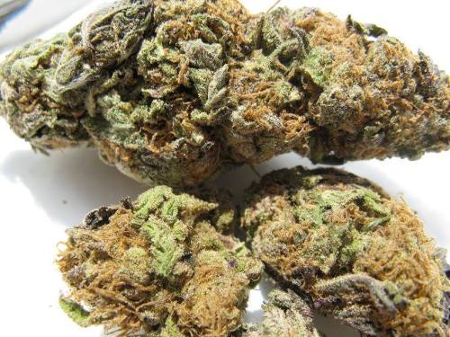 quebecsweed:loud pack