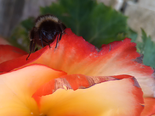 Just checking out some plants with a bumblebro