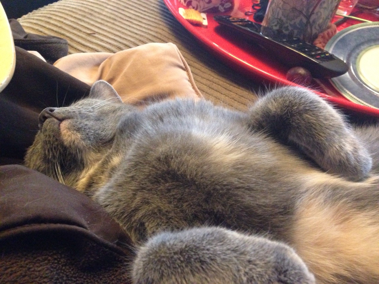 All Cute. All the Time.