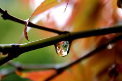 drishti-photography:  I just couldn’t wait to post this one! I’ve seen some awesome photos of people doing macros of raindrops and inside you can a perfect reflection of surrounding foliage…though my shot isn’t quite that close I was still excited