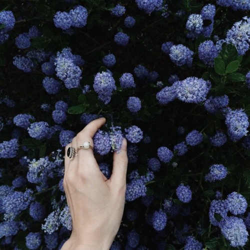 courtmoly: These pretty things.