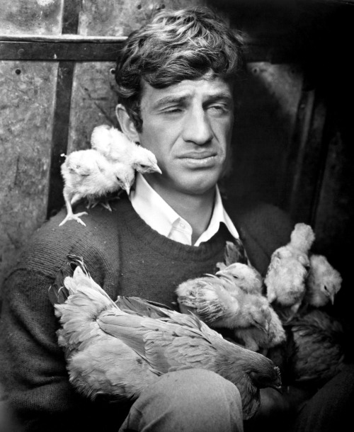 Jean-Paul Belmondo aux poussins, 1960. porn pictures