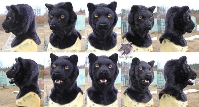 Another kitty commission finished! This one is Aldino, a black cougar. 🖤 This guy features a custom sculpted nose. 

