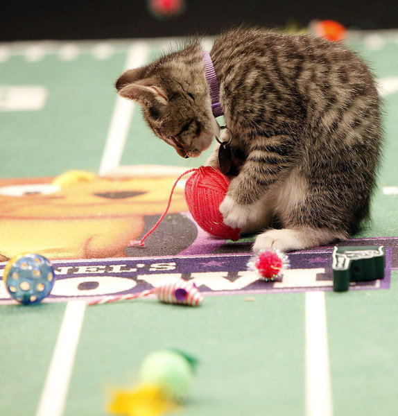 phototoartguy:  Meow: It’s the inaugural Kitten Bowl Marc Lemoine / Crown Media