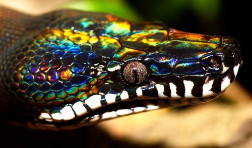 wtxch:The rainbow white lipped python (bothrochilus albertisii). Its iridescence is caused by nanost