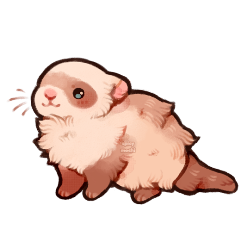 spicymochi:fluffy ferret