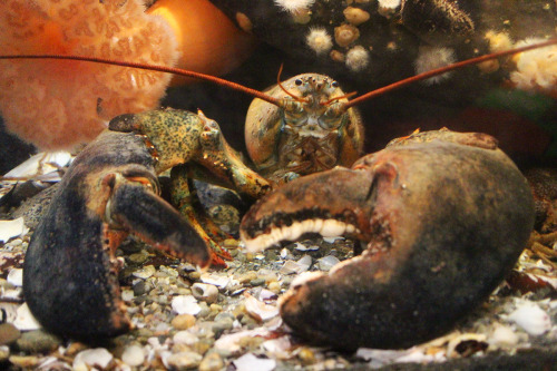 neaq:American lobster (Homarus americanus)AMERICAN LOBSTER!GET AWAY FROM ME!!!!AMERICAN LOBSTER!MAMA