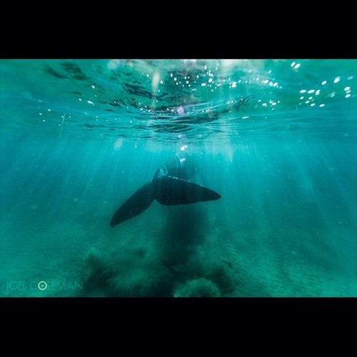 http://surfandbefree.tumblr.comSouthern Right Whale at Freshwater Beachph. Joel Coleman