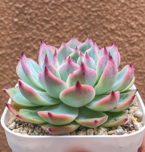 #echeveria on Tumblr