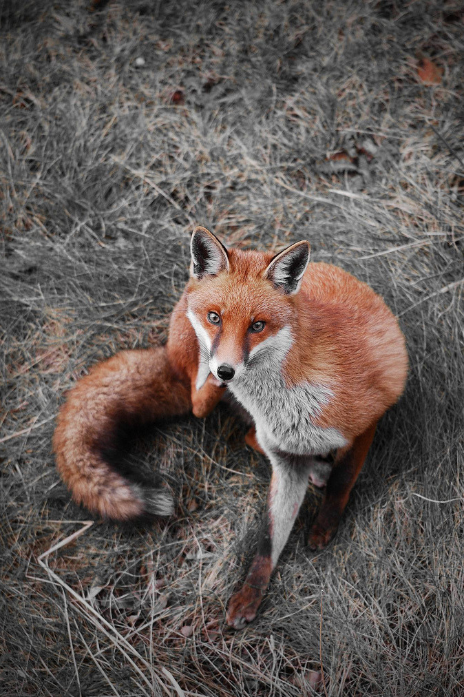 l0stship:  Firefox (by Shann Biglione) - source