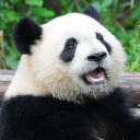 pandalover692