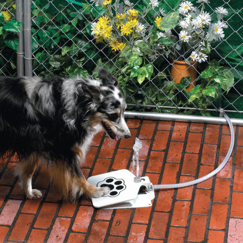 digitalramen:   This dog water fountain ensures your best friend stays cool and hydrated.