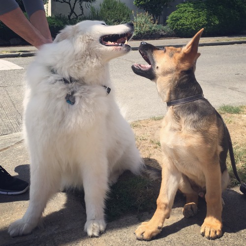 skookumthesamoyed: We met the most amazing German Shepherd puppy today! He was born just three days 