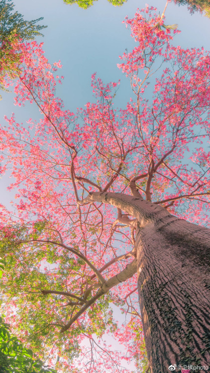 fuckyeahchinesegarden:  silk floss tree (ceiba speciosa) by 尘埃photo