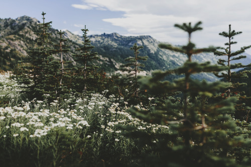 brianstowell: Mount Rainier National Park, Washington instagram - flickr - lost lust supply