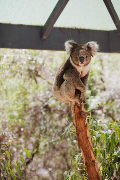 Yes, I’m cute - deal with it!Photography by Melissa Hill