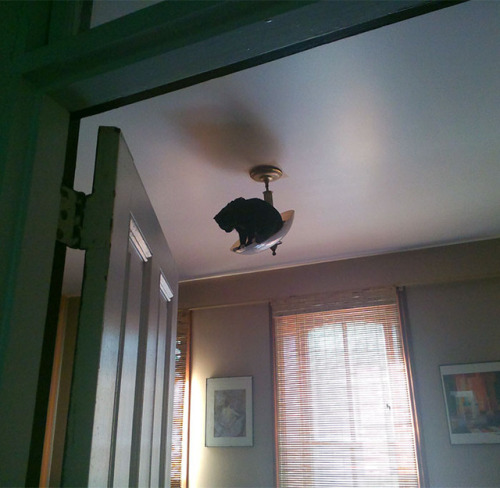 pr1nceshawn:  Cats Certainly Know How To Keep Things Interesting.