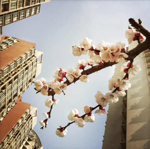 Plum blossom. Xi’an,China.  老谢