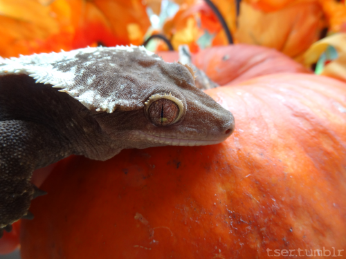 tser:A wee harvest mlem.Plump Pump Chump