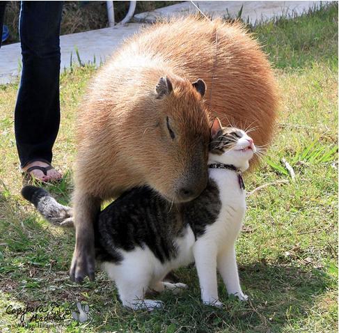 memewhore:  pleatedjeans:  18 Animals Way More in Love Than You’ll Ever Be  Well that caption was just hurtful and unnecessary *cries* 
