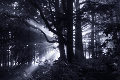 The Dark Forest I © Kilian Schönberger Facebook Kilian Schoenberger Photography Website Kilian 