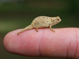 darkinternalthoughts:  glittergothdad: david attenborough is on the telly and there is such a thing as a pygmy chameleon and they are only slightly bigger than an ant this is very important   Look at this fat little lizard with his little chameleon paws.