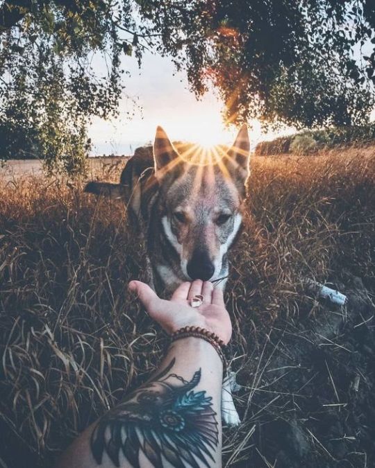 protect-and-love-animals: 