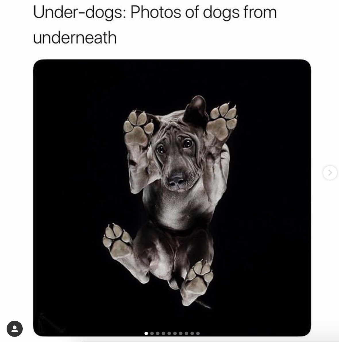 babyanimalgifs: I am morally opposed to there being glass between me an these puppies