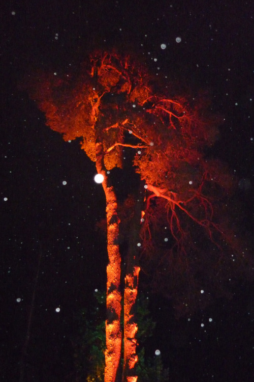 The Enchanted Wood, Part IIWestonbirt Arboretum, Gloucestershire, December 2013It&rsquo;s such a mag