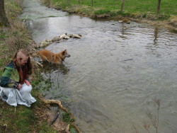 my dog is scared of water and hates swimming