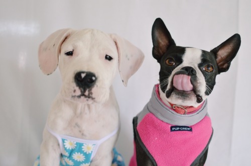handsomedogs:  Emma and Nova, a one year old Boston terrier and a two month old Dogo Argentino. My pride and joy :) #