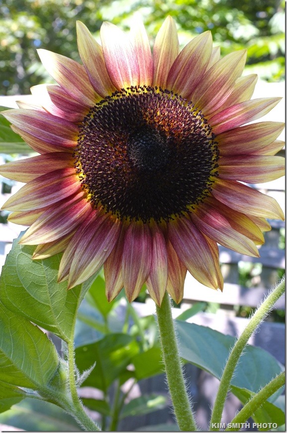 flowersgardenlove:  ~ღ Beautiful gorgeous pretty flowers 