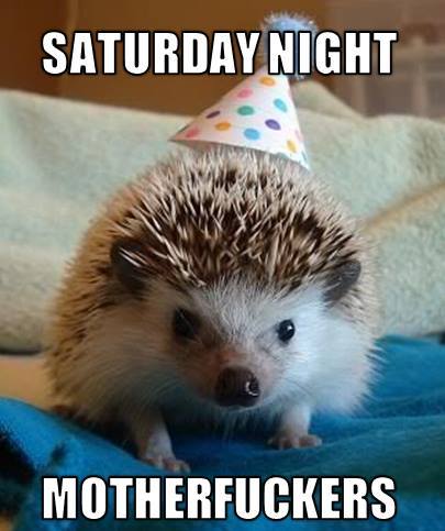 party like a hedgehog in a balloon house!