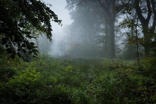Foggy Woodland by Miles