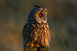 owlsday:  Long Eared Owl by Malcolm Paynter