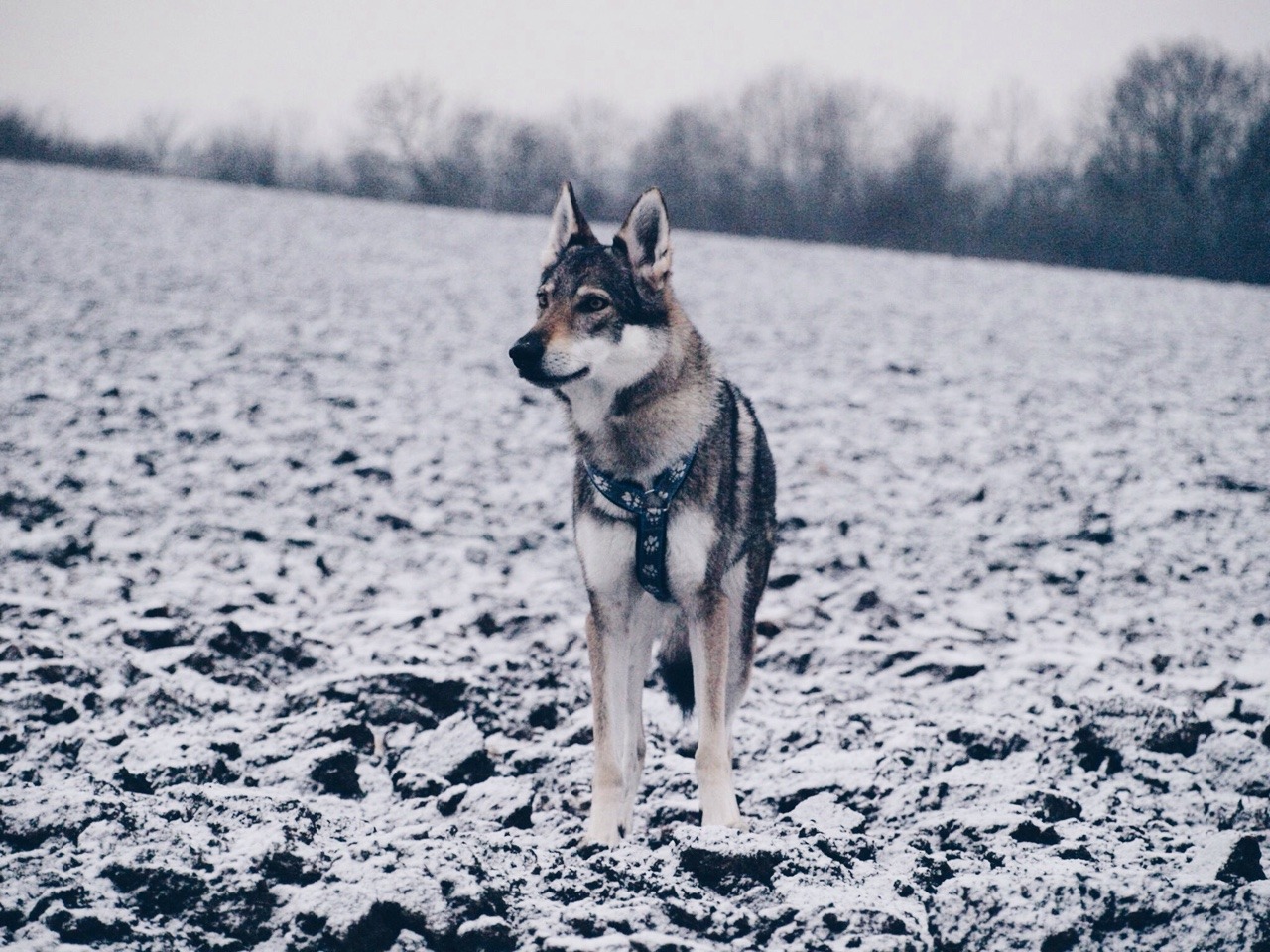 Beautiful Wolves