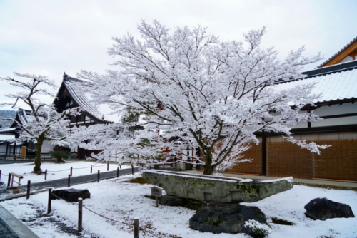 nihongo: chitaka45: 京都 金閣寺 ❄️雪景色❄️2018年1月14日 kyoto kinkakuji temple 14.1.2018 まるで絵葉書のような、美しい雪の金閣寺。寒