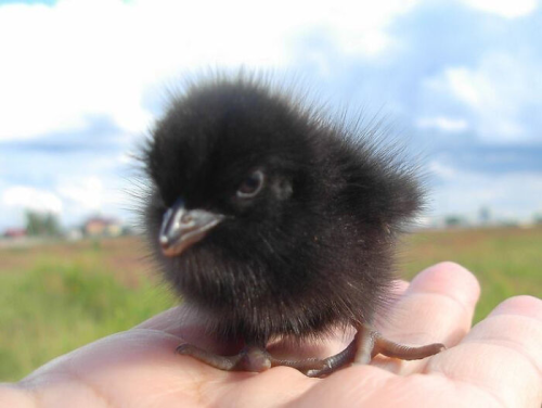 afeelgoodblog:I Never Really Considered The Fact That Crows Were Once Babies