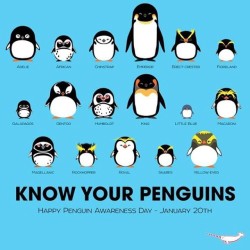 #Penguinawarenessday #2015 🐧😁#Worldpenguinday