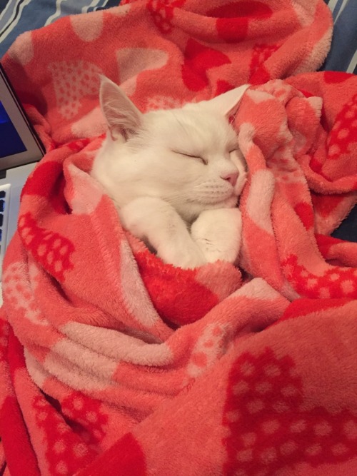 pinkandinked: Sleepy kitty