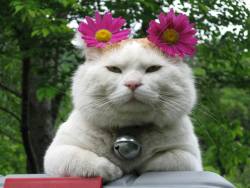 catsbeaversandducks:  10 Photos Of Shironeko With Flowers In His Hair“Because Frida Kahlo, that’s why.”Photos by ©Shironeko