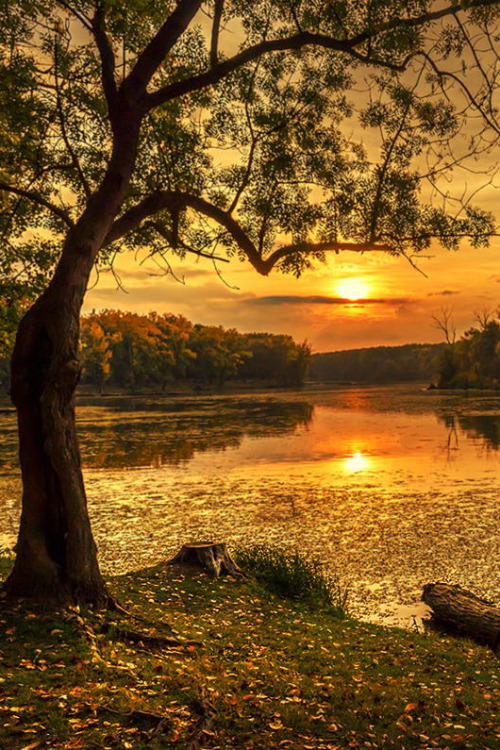 lovesnecessities:  favorite-season:  Sunset at Mártély by  András Pásztor    🌹