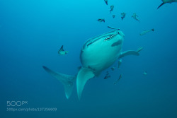 socialfoto:  Whale Shark  by nsinenian 