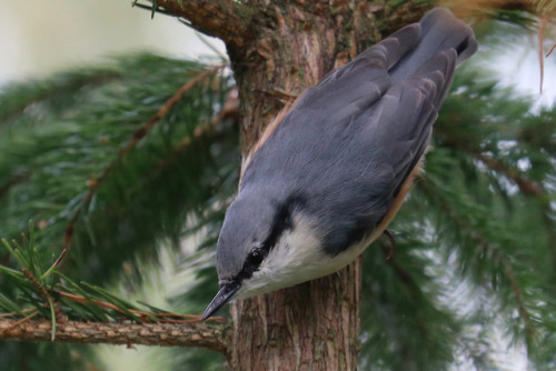 michaelnordeman:Eurasian nuthatch/nötväcka.