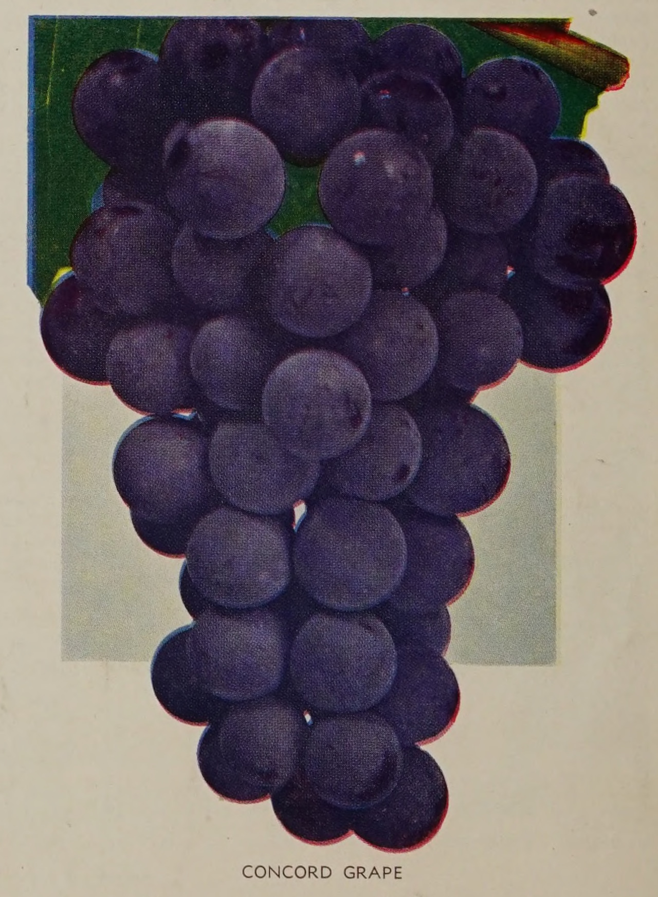 Concord Grape. Striblings Nurseries. 1949.Internet Archive #grapes#purple#concord#garden catalog#fruit#nemfrog#1949#1940s
